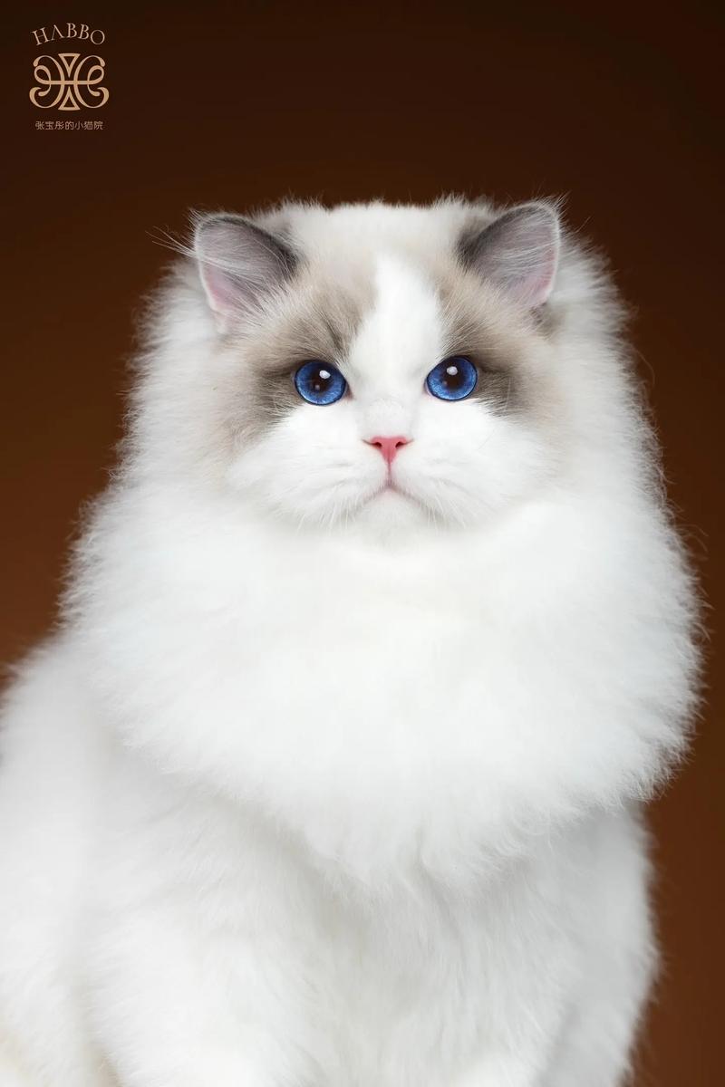 选CFA顶级猫舍，健康纯种布偶猫！（国际十大顶级布偶猫舍）