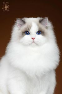 颜值高又萌，优雅又搞笑（布偶猫猫图片高清）