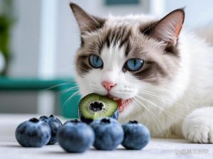 猫咪能吃香瓜苹果香蕉 补维生素零食要适量（猫咪喜欢吃什么水果）