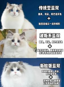 花色血统地域影响，赛级超2万（正常一只布偶猫多少钱）