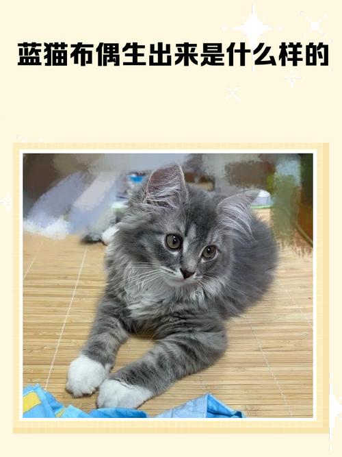 蓝布偶后代基因复杂难预测，养护需关注健康（蓝猫和布偶能生出啥样的）