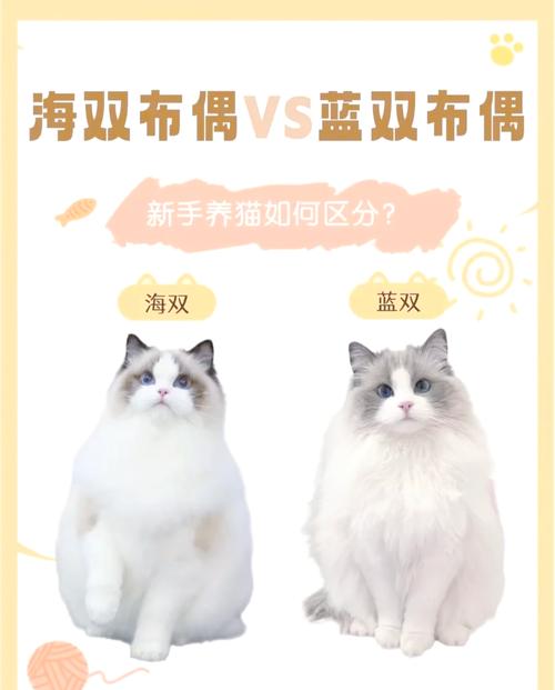 谁更美？看气质选猫咪（布偶猫蓝双和海双哪个好看）