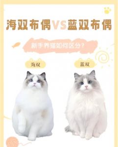 谁更美？看气质选猫咪（布偶猫蓝双和海双哪个好看）