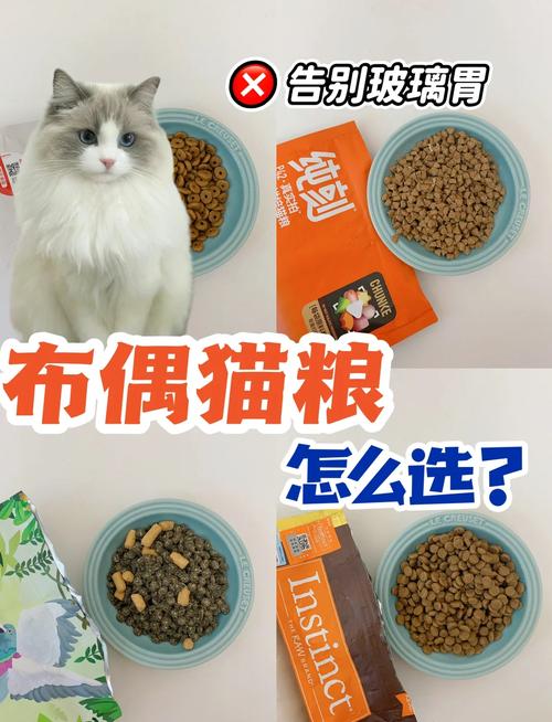 娇弱布偶肠胃需关照，益生菌粮护健康（两个月的布偶猫选什么猫粮）