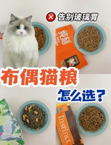 娇弱布偶肠胃需关照，益生菌粮护健康（两个月的布偶猫选什么猫粮）