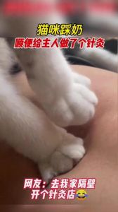 猫咪踩奶是啥？原因和应对方法（猫咪出现踩奶的动作）