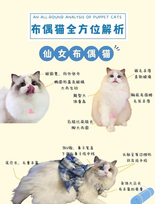 布偶猫怕冷怕热，四季保暖防暑要注意（布偶猫猫咪最高能忍受多少度）