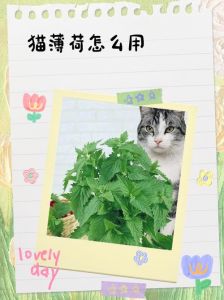猫薄荷用对招，猫咪乐翻天！（猫薄荷的正确使用方法）