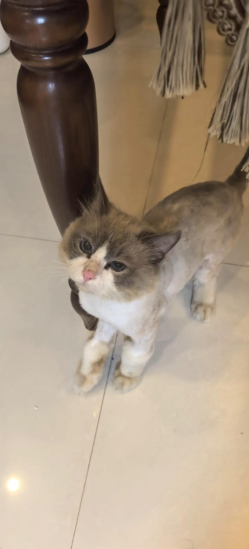 布偶猫剪毛更清爽，但养它需勤梳毛大空间（布偶猫剪完毛什么样）