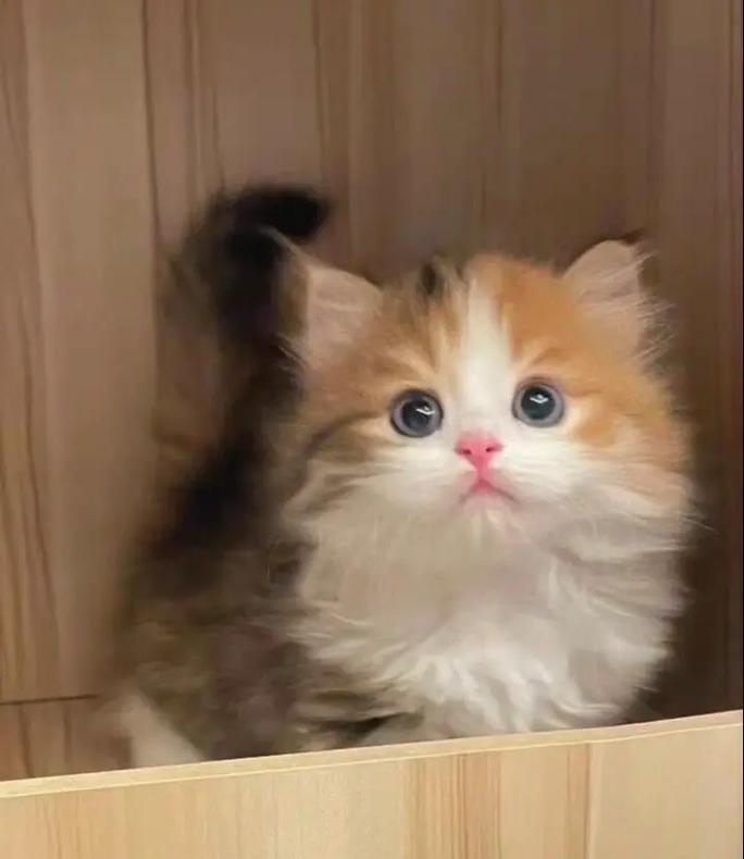 温顺可爱，价格亲民（布偶三花猫图片）