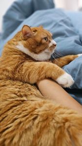 猫咪性格需求不同，选对更合适你！（什么猫最好养又粘人听话）