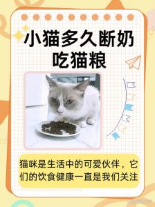 科学喂养猫咪，分龄调整饮食更健康（猫一天只喂一顿可以吗）