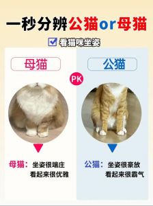 公猫季节发情怎么办？（公猫一般一年闹几次春）