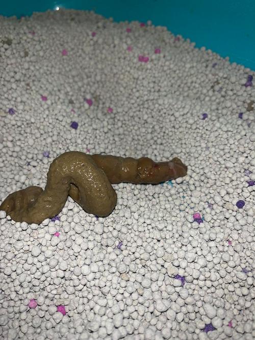 猫咪便血不消停？快查查！（猫咪软便带血但很活泼）