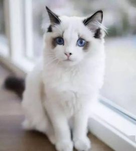 暹罗布偶挪威孟加拉（世界上十大最漂亮的猫排名）