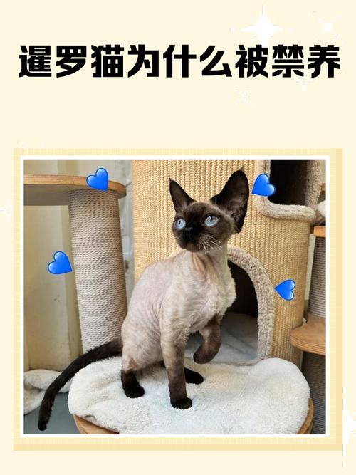 暹罗猫不活泼？爱它多陪玩！（暹罗猫不活泼是为啥）