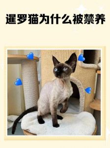 暹罗猫不活泼？爱它多陪玩！（暹罗猫不活泼是为啥）