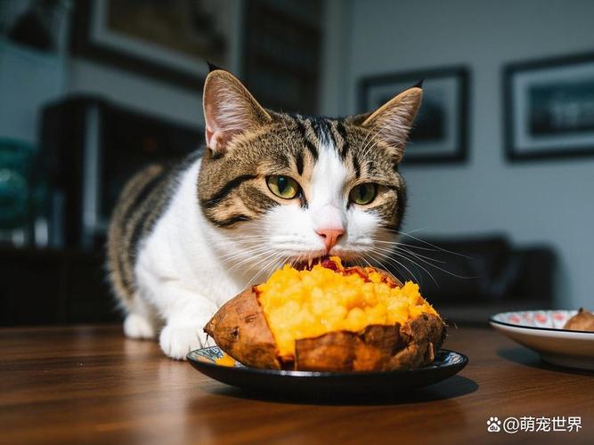 小猫可食少量熟红薯，注意煮熟去皮，勿过量（小猫能不能吃番薯）