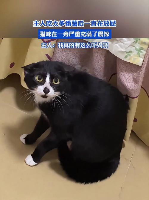 红薯伤猫肠胃，禁食主食，零食宜少（猫红薯吃多了会怎么样）