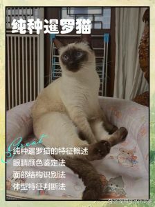 暹罗猫选公母？看喜好，公猫温顺价优（暹罗猫公母哪个更好养）