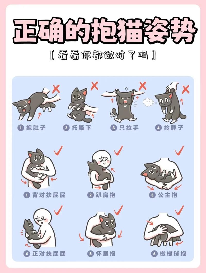 选猫砂盆猫粮，细心照料更幸福（怎么养猫的方法大全）