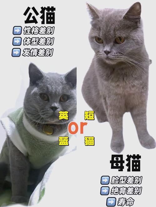 选猫看什么？（种猫到底跟普通有什么区别）