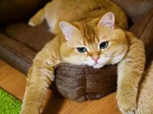 橘猫进家招财进宝（橘猫入宅必有一祸是吗）