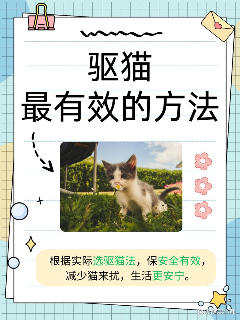 如何帮猫咪适应新环境（农村养猫怎么防止猫跑）