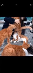 别喂猫糖果巧克力，人类食物有风险（人和猫共吃一块糖有没有问题）