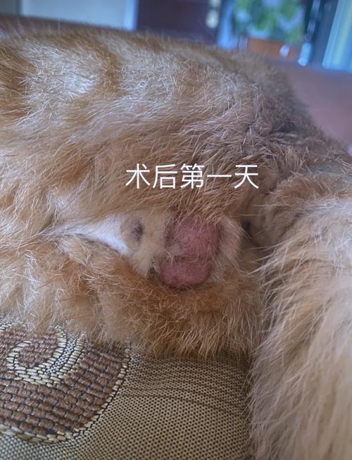 戴圈涂药，7-10天愈合（猫绝育要多久恢复）