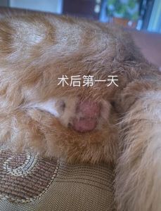 戴圈涂药，7-10天愈合（猫绝育要多久恢复）
