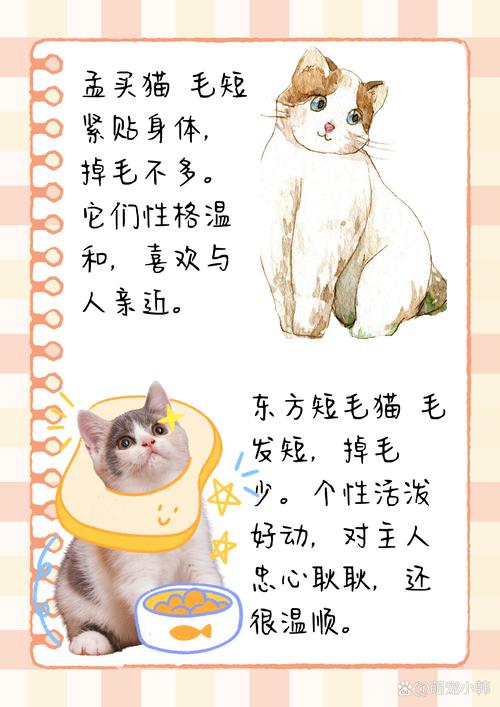 无毛猫不掉毛，其他猫咪掉毛少且温顺（哪一种猫掉毛最少）