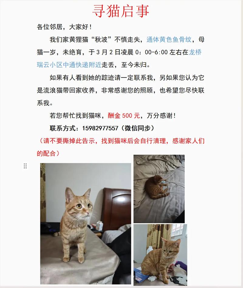 猫咪在家叫，人回就不叫，可能是分离焦虑或发情期（家里的猫一直叫但是人在身边又好了）