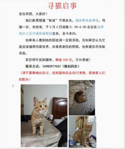 猫咪在家叫，人回就不叫，可能是分离焦虑或发情期（家里的猫一直叫但是人在身边又好了）