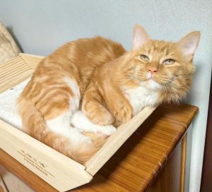 橘猫布偶猫梳毛串串显亲密，颜值高性格好，玩具有助社交（布偶串橘猫长什么样）