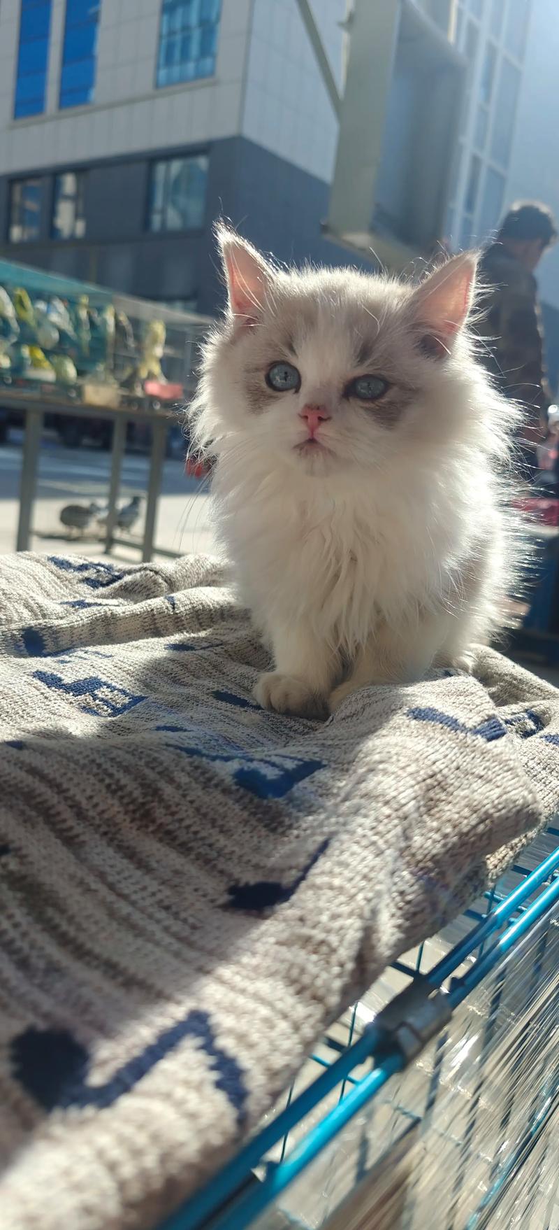 幼猫三联，成年狂犬，守护健康！（布偶猫疫苗建议什么样的）
