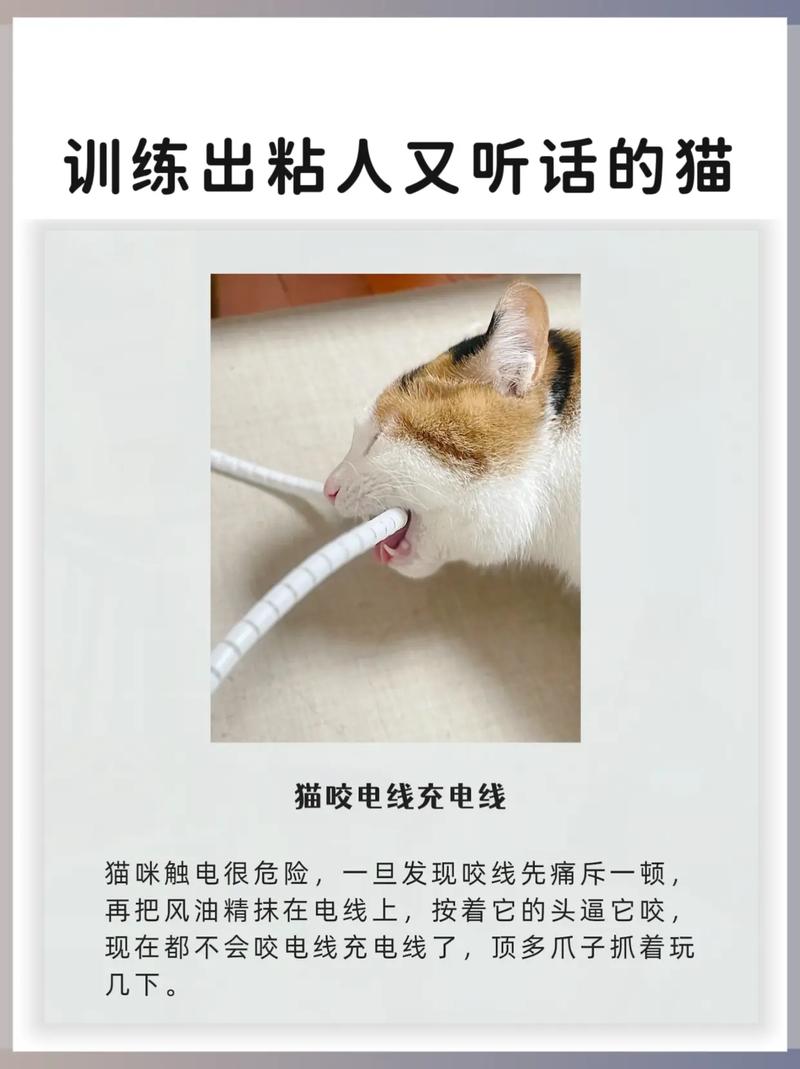 建立信任让猫咪粘人，健康饮食科学引导（怎么养猫粘人听话）