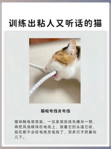 建立信任让猫咪粘人，健康饮食科学引导（怎么养猫粘人听话）