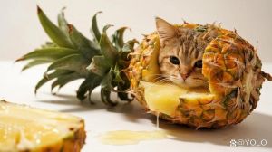 猫咪可适量吃水果补充维生素，注意葡萄等有毒水果，观察反应（猫猫可以吃水果吗）