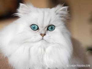 白猫变黑引争议，反映甄嬛命运转变（叶澜依养的白色的猫叫什么）