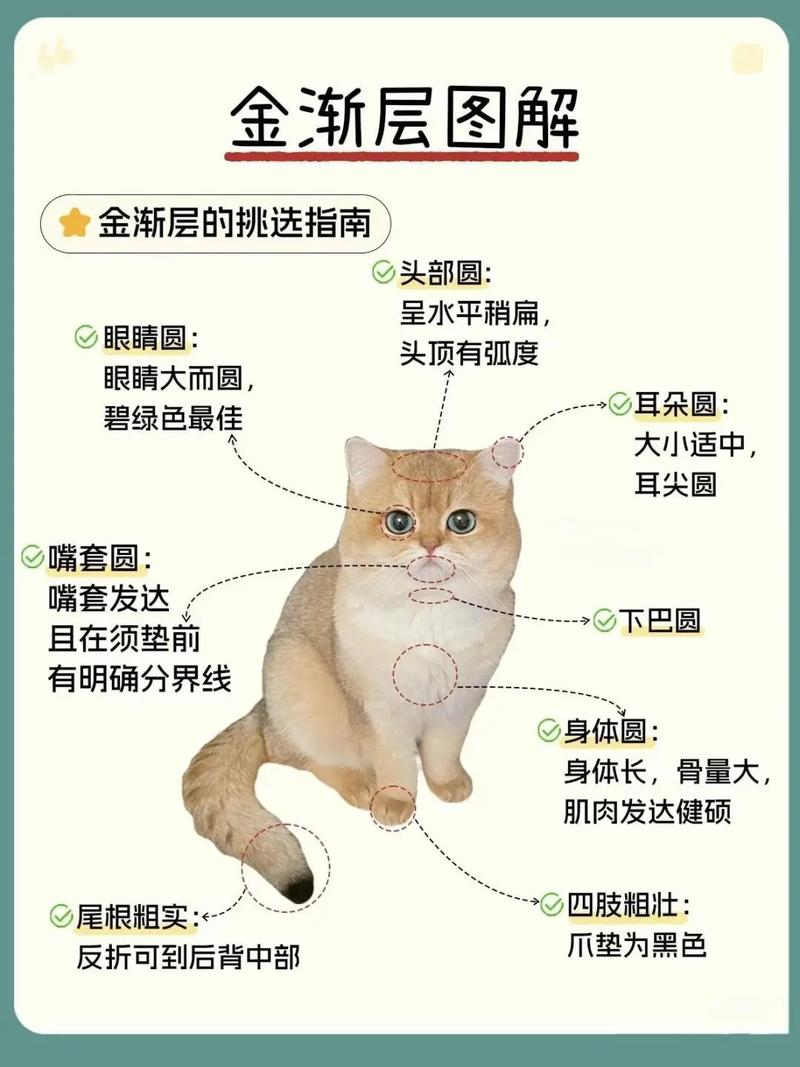 美丽背后的饲养成本与责任（白色金渐层猫为什么不能养）
