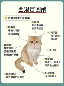 美丽背后的饲养成本与责任（白色金渐层猫为什么不能养）