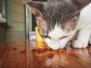 红薯可适量喂猫助消化，但高糖易致胖需煮熟控量（猫猫能吃红薯么）