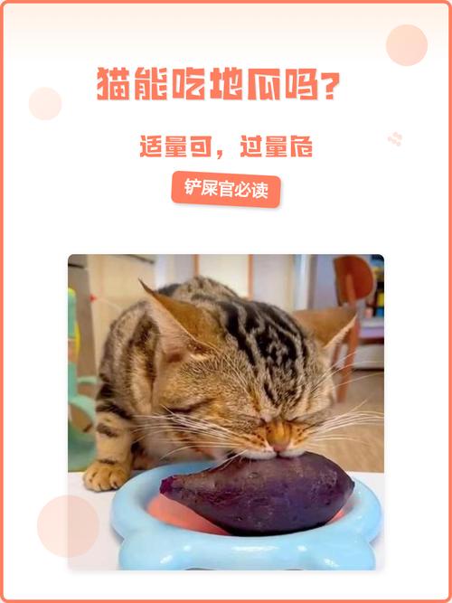 红薯叶可喂猫补营养，过量易消化不良，凤梨叶有毒需注意（猫能吃红薯叶子吗）