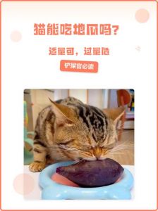 红薯叶可喂猫补营养，过量易消化不良，凤梨叶有毒需注意（猫能吃红薯叶子吗）