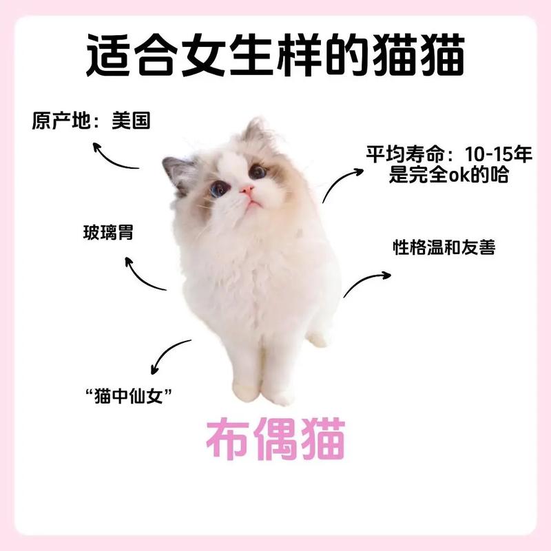 布偶猫价格从千到万，花色血统地域有影响（现在布偶猫多少钱一只）