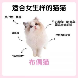 警惕！800元布偶猫健康隐患多，维权难，选猫舍别只看价格！（800元一只的布偶猫）