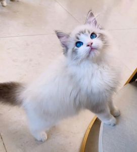 山猫纹布偶猫价格亲民，非赛级且繁殖难（山猫纹布偶猫为什么便宜）