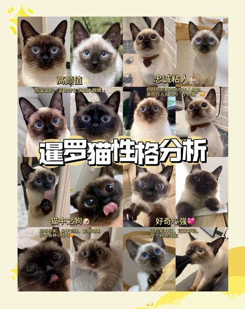 暹罗猫粘人爱闹，肠胃敏感挑食，适合常陪伴（暹罗猫适合新手养吗）