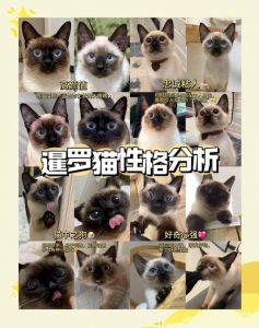 暹罗猫粘人爱闹，肠胃敏感挑食，适合常陪伴（暹罗猫适合新手养吗）